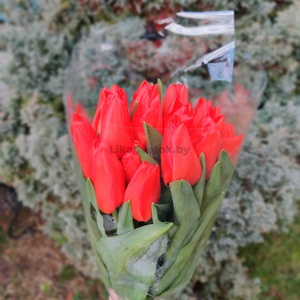 Тюльпан Роял Черри (Royal Cherry)