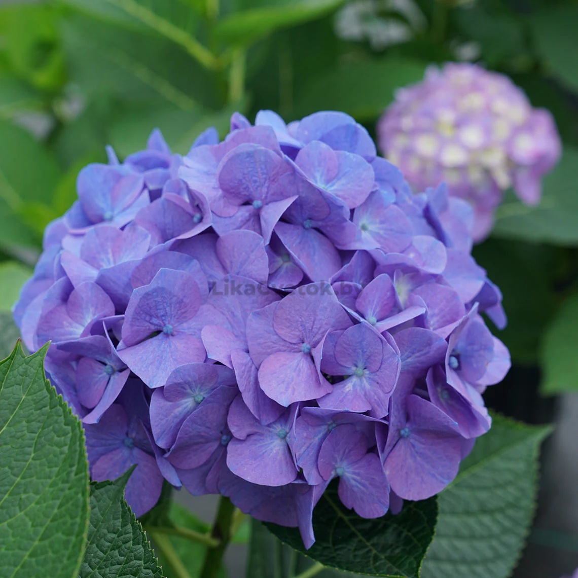Hydrangea 2