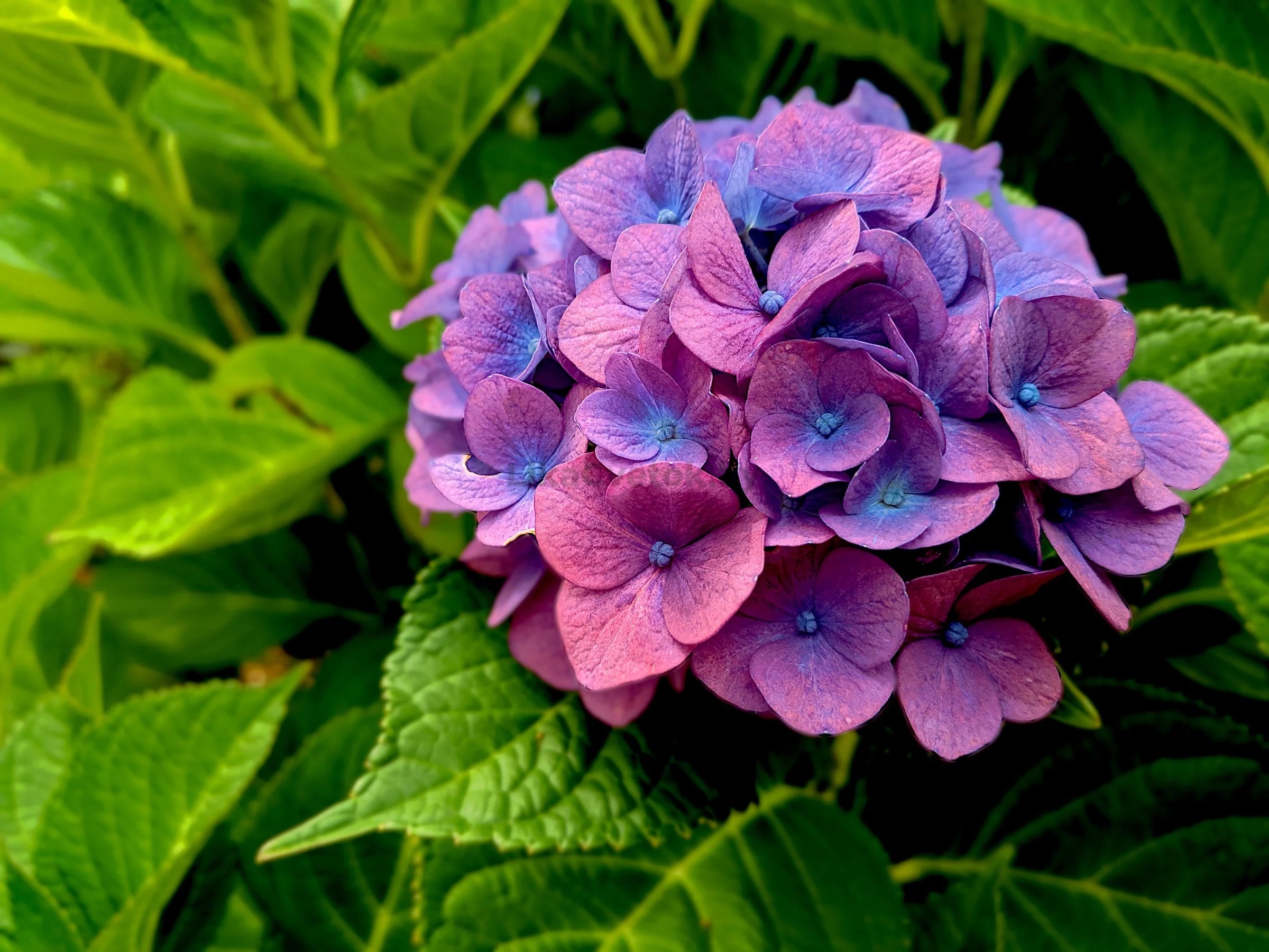 Hydrangea 3