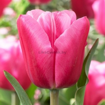 Тюльпан Джамбо Пинк (Jumbo Pink)